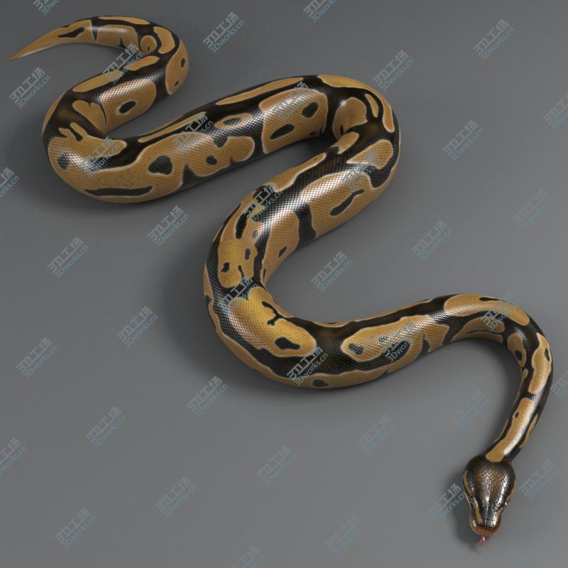 images/goods_img/2021040162/Ball Python (Normal)/4.jpg